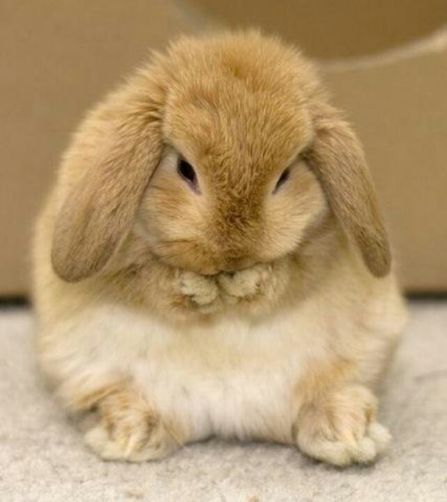 cute-bunny-bunny-rabbit.jpg