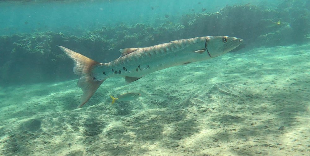 Barracuda.jpg